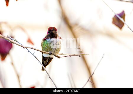 Anna's hummingbird (Calypte anna) repéré à l'extérieur dans Mendocino, Californie, USA - a été nommé d'après Anna Masséna, la Duchesse de Rivoli Banque D'Images