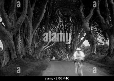 Majestueuse route bordée d'arbres de hêtre du XVIIIe siècle connue sous le nom de Dark Hedges - célèbre emplacement de la série télévisée HBO Game of Thrones au lever du soleil - près de Ballymoney, en Irlande du Nord et un motard flou en face Banque D'Images