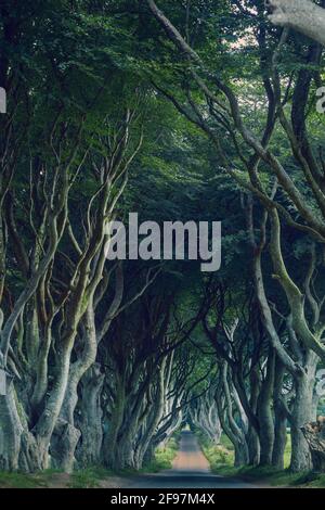 Majestueuse route bordée d'arbres de hêtre du XVIIIe siècle connue sous le nom de Dark Hedges - célèbre emplacement de la série télévisée HBO Game of Thrones au lever du soleil - près de Ballymoney, Irlande du Nord Banque D'Images