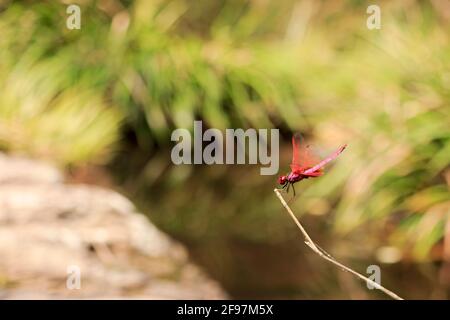 Un mâle Trithemis aurora, également appelé planeur de marais de crimson repose sur une branche. Banque D'Images