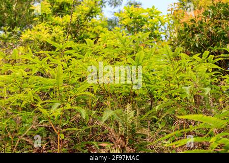 Beaucoup de vert Faux Staghorn Fern. Banque D'Images