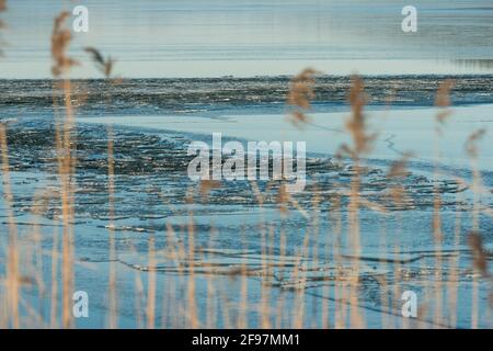 Hiver, météo, Bavière, lac Tachinger See, région de Rupertiwinkel, Haute-Bavière, glace, lac gelé Banque D'Images