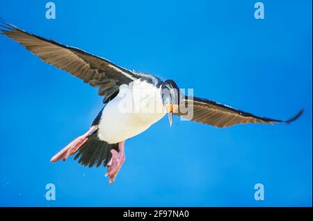 Scories impériales (Leucocarbo atyceps) en vol, îles Falkland, Amérique du Sud Banque D'Images