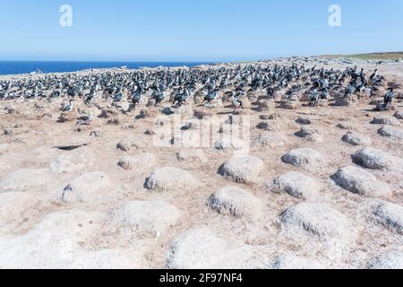Colonie de cerfs impériaux (Leucocarbo atyceps), île Sea Lion, îles Falkland, Amérique du Sud Banque D'Images