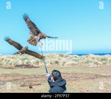 Caracara strié (Phalcoboenus australis) en vol, îles Falkland, Amérique du Sud Banque D'Images