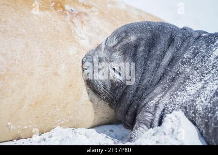 Phoque du Sud de l'éléphant (Mirounga leonina) femelle qui nourrit son chiot, île Sea Lion, îles Falkland, Amérique du Sud Banque D'Images