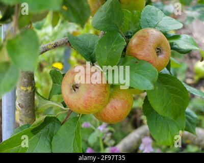 Pomme 'Prince Albrecht de Prusse' (Malus domestica) Banque D'Images