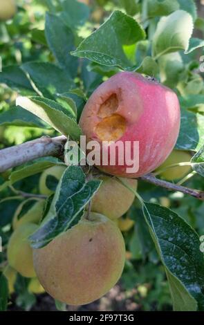 Moraillon sur la pomme 'Delbarrestivale' (Delba, Delcorf, Malus domestica), dommage Banque D'Images