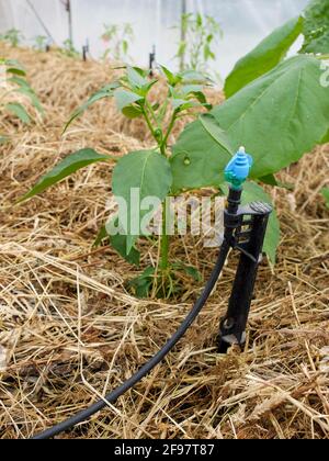 Paprika (Capsicum annuum) avec le foin comme paillis et système d'irrigation Banque D'Images