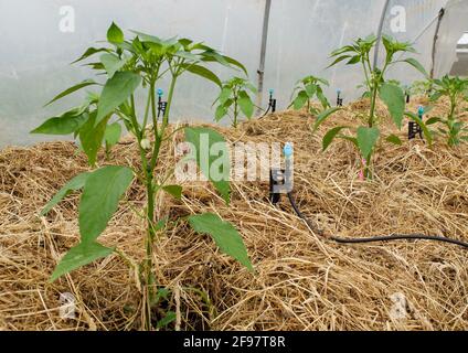 Paprika (Capsicum annuum) avec le foin comme paillis et système d'irrigation Banque D'Images