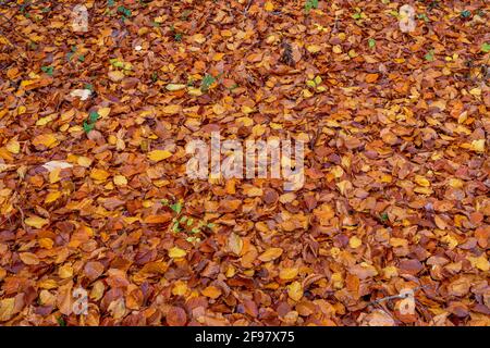 Feuilles de hêtre colorées en automne, Bavière, Allemagne, Europe Banque D'Images