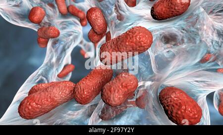 Bactérie Acinetobacter baumannii, illustration Banque D'Images