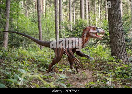 Le dinosaure Deinonychus (semblable au Velociraptor) comme modèle dans le Dinopark Münchehagen près de Hanovre. Vécu en Amérique du Nord il y a environ 125 millions d'années (période du Crétacé), était d'environ 3.5 m de long et pesait seulement 50 kg. Banque D'Images