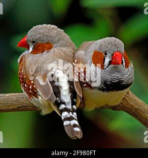Zébrures dans le jardin des papillons, Taeniopygia guttata, Château de Sayn, quartier Mayen-Koblenz, Rhénanie-Palatinat, Allemagne Banque D'Images