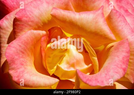 Rose jaune avec pointes rouges en fleur au printemps Californie du Nord Banque D'Images