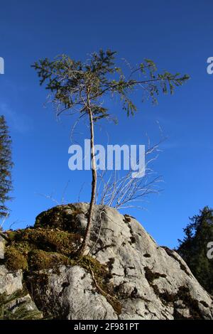 Semis d'épinette, épicéa sur les rochers près de Grainau dans la forêt profonde en face du ciel bleu, Europe, Allemagne, Bavière, haute-Bavière, Zugspitzland, Grainau Banque D'Images