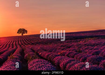 Superbe champ de lavande avec un arbre Banque D'Images