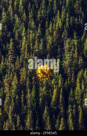 L'étranger - arbre jaune au milieu d'un firest de pin Banque D'Images