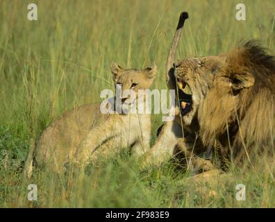 Le lion brun africain et les petits se câlinent et montrent l'affection iin une réserve de jeu Banque D'Images
