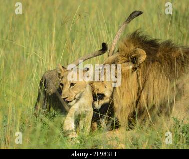 Le lion brun africain et les petits se câlinent et montrent l'affection iin une réserve de jeu Banque D'Images