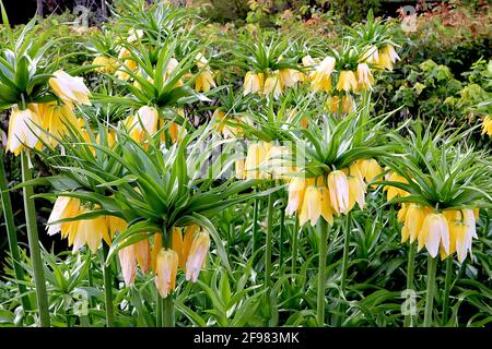 Fritilaria imperarialis Lutea Crown Imperial Lutea - fleurs géantes en forme de cloche avec couronne de feuilles, avril, Angleterre, Royaume-Uni Banque D'Images