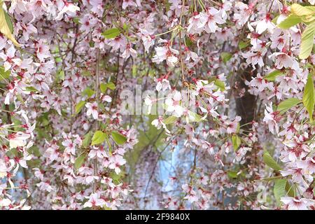 Prunus cerisier pendula «pendula rosea» cerisier à rosebud en boucle – grappes de fleurs roses à coque unique, avril, Angleterre, Royaume-Uni Banque D'Images