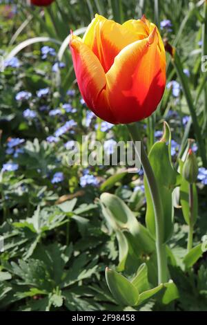 Tulipa ‘Reputation’ Tulip 3 réputation tulipe – fleurs rouges profondes, larges bords jaunes, tige pourpre, avril, Angleterre, ROYAUME-UNI Banque D'Images