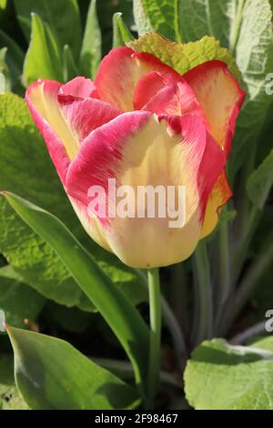 Tulipa ‘Cape Town’ Single début 1 Tulipa – fleurs jaunes de citron, bords rouges, avril, Angleterre, Royaume-Uni Banque D'Images