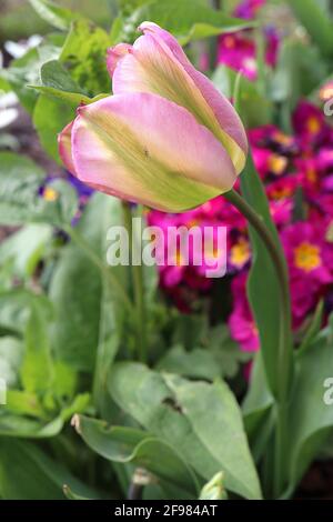 Tulipa / tulipe ‘Groenland’ Viridiflora 8 Tulipa / tulipe ‘Groenland’ - fleurs rose pâle, flamme vert vif, avril, Angleterre, Royaume-Uni Banque D'Images