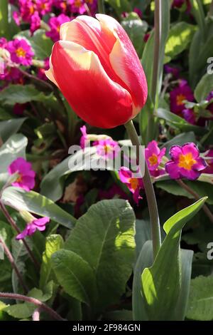 Tulipa ‘Leen van der Mark’ Triumph tulipe 3 Leen van der Mark tulipe - fleurs rouges profondes, marges jaune pâle, avril, Angleterre, Royaume-Uni Banque D'Images