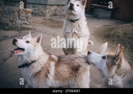 chiots husky beige jouant à l'extérieur Banque D'Images