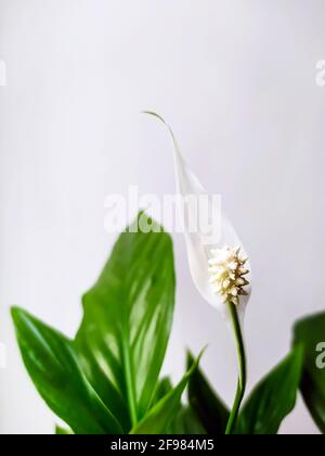 fleur de spathiphyllum en fleurs avec des feuilles vertes sur un fond clair Banque D'Images