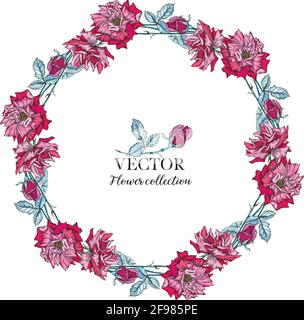Ensemble vectoriel de compositions florales. Fleurs de rose, rose. Illustration de Vecteur