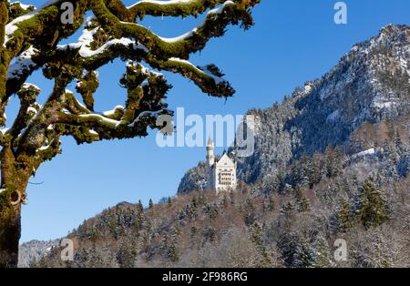Château de Neuschwanstein, Tegelberg, 1881 m, Schwangau, Füssen, Alpes d'Ammergau, Alpes d'Allgäu, Allgäu, Bavière, Allemagne, Europe Banque D'Images