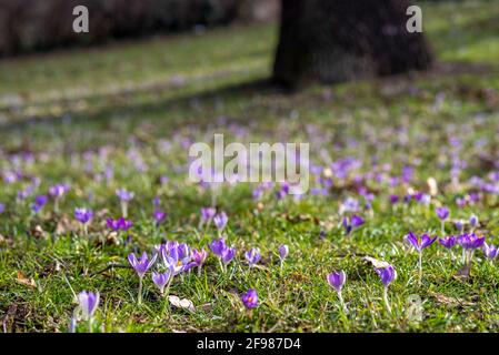 crocus en fleurs dans une zone verte Banque D'Images