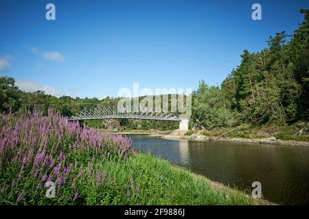 Pont, Saale, Thuringe, Allemagne, rivière, plan d'eau, paysage de rivière, bord de rivière, rive, passerelle, Passerelle, passerelle piétonne, Harra, place, paysage, paysage, eau, fleurs, violet, pourpre loosestrife, format horizontal Banque D'Images