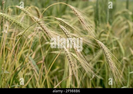 Champ de têtes de blé prêtes pour la récolte Banque D'Images