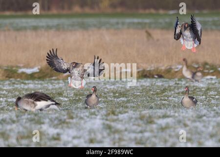 Oies des Graylag, Anser anser, approche d'atterrissage sur un champ en hiver Banque D'Images