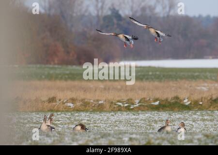 Oies des Graylag, Anser anser, approche d'atterrissage sur un champ en hiver Banque D'Images