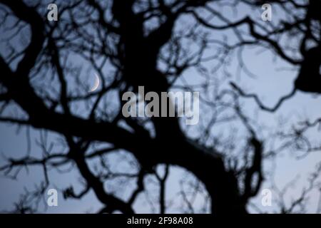 Arbre, branches, lune, faucille, phase de lune, lune de cire Banque D'Images