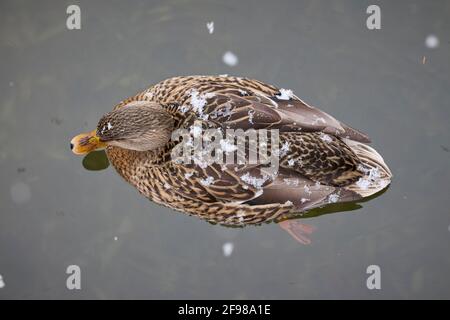 Canard colvert, canard, Anas platyrhynchos Banque D'Images