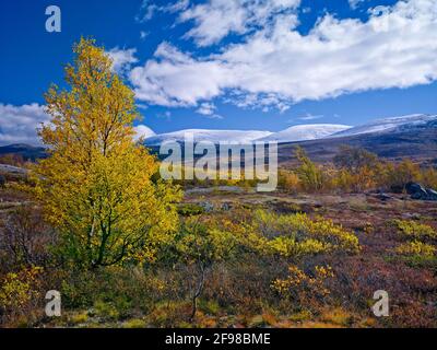 Europe, Norvège, Oppland, Parc national de Jotunheimen, automne à Leirungsdalen Banque D'Images