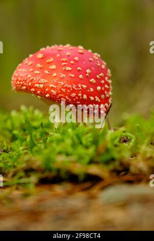 Mouche rouge agaric, Amanita muscaria Banque D'Images