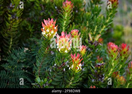 Fynbos plante Mimetes cucullatus, 'Rooistompie', endémique au sud-ouest du Cap, Afrique du Sud. Banque D'Images