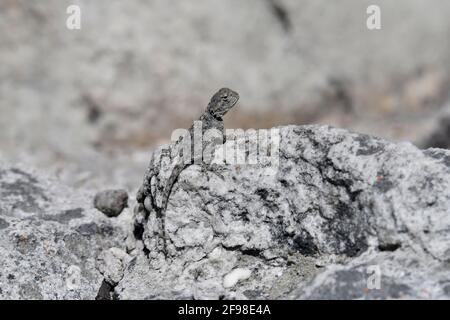 Le Rocher du Sud Agama [Agama atra] se bronzant dans les collines rocheuses du Cap du Sud-Ouest, Afrique du Sud. Banque D'Images