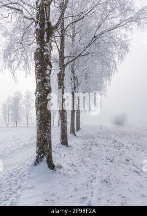 Un matin d'hiver magique à Schlehdorf am Kochelsee, en Bavière, avec le gel, le soleil, le brouillard et la neige fraîchement tombée. Avenue des arbres. Banque D'Images