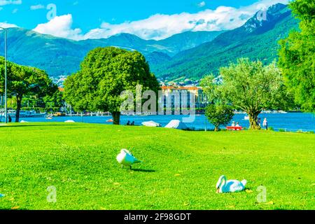 Cygnes assis près de la promenade le long du lac de Lugano en Suisse Banque D'Images