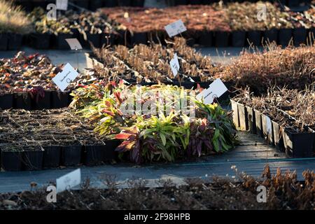 Gros plan de pots d'herbes dans le jardin de Jena Banque D'Images