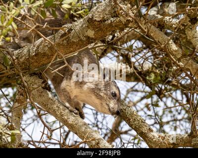 Parc national de Serengeti, Tanzanie, Afrique - 29 février 2020 : l'escalade de l'hyrax dans l'arbre Banque D'Images