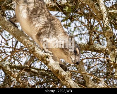 Parc national de Serengeti, Tanzanie, Afrique - 29 février 2020 : l'escalade de l'hyrax dans l'arbre Banque D'Images